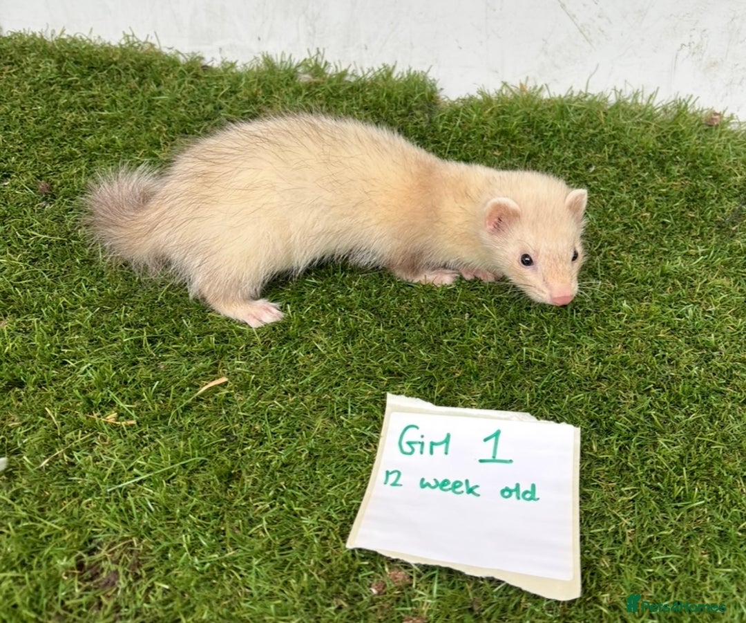 Ferret rodents for sale: Ready now Baby Micro ferrets - Image 7