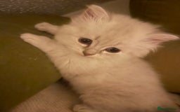 Siberian cats for sale: Siberian Neva masquerade kittens  - Image 6