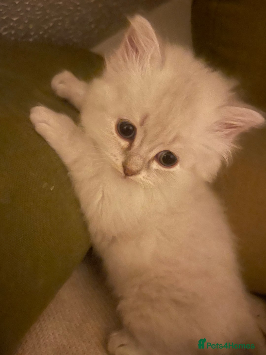 Siberian cats for sale: Siberian Neva masquerade kittens  - Image 6