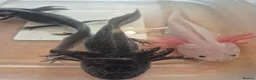 Axolotl reptiles for sale: Various axolotl juveniles available - Advert 1