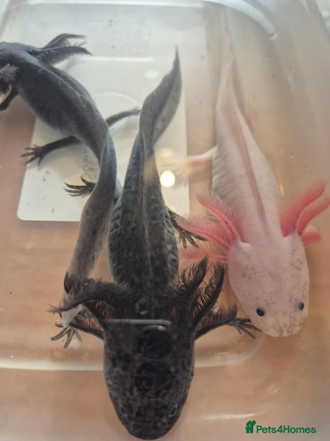 Axolotl reptiles for sale: Various axolotl juveniles available - Advert 1