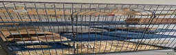 Chinchilla rodents for sale: 2 Male chinchillas - Advert 7