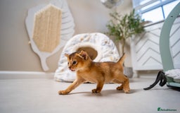 Abyssinian cats for sale: Champion Line Abyssinians- Rare Beauty- TICA reg. - Image 13