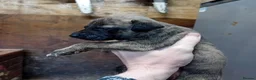 Mixed Breed dogs for sale: Bull whippet pups in Caerphilly - Advert 2