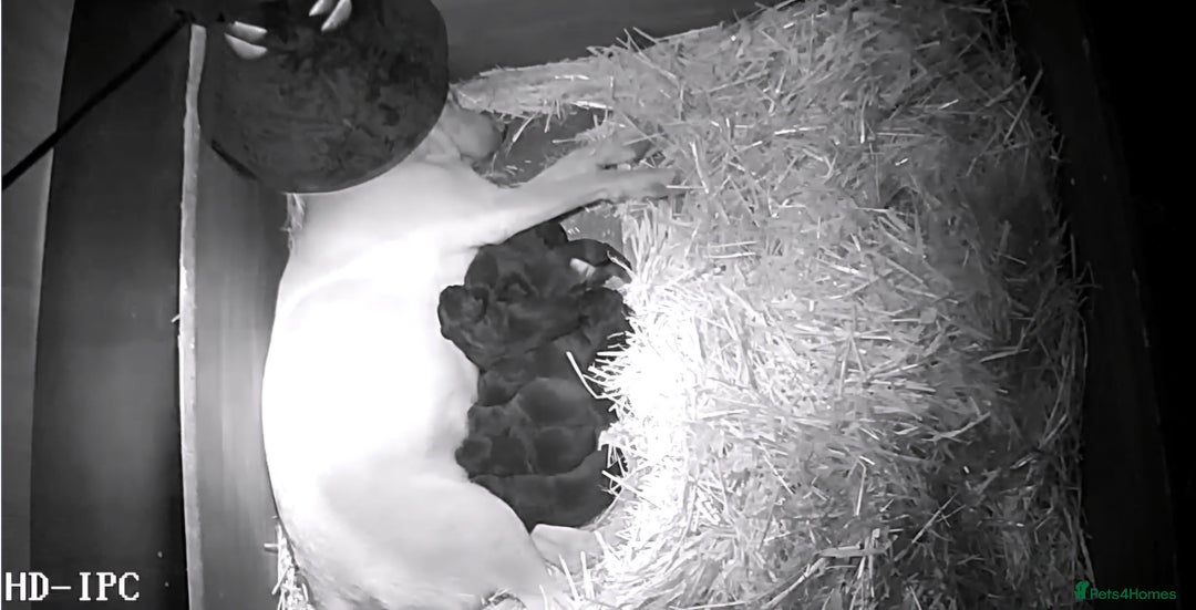 Labrador Retriever dogs for sale: Black labrador puppies  - Advert 7