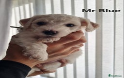 Bichon Frise dogs for sale: Beautiful Bichon Frise pups Ready 16th-24th Dec - Advert 3