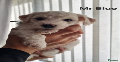 Bichon Frise dogs Beautiful Bichon Frise pups Ready 16th-24th Dec - Advert 10