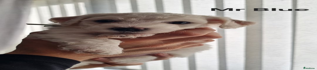 Bichon Frise Puppy 1