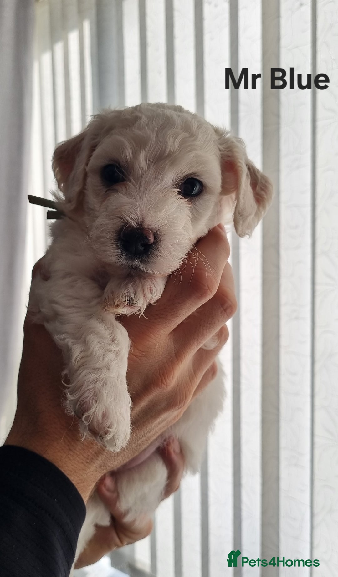 Bichon Frise dogs for sale: Beautiful Bichon Frise pups Ready 16th-24th Dec - Advert 3
