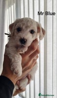 Bichon Frise dogs Beautiful Bichon Frise pups Ready 16th-24th Dec - Advert 7