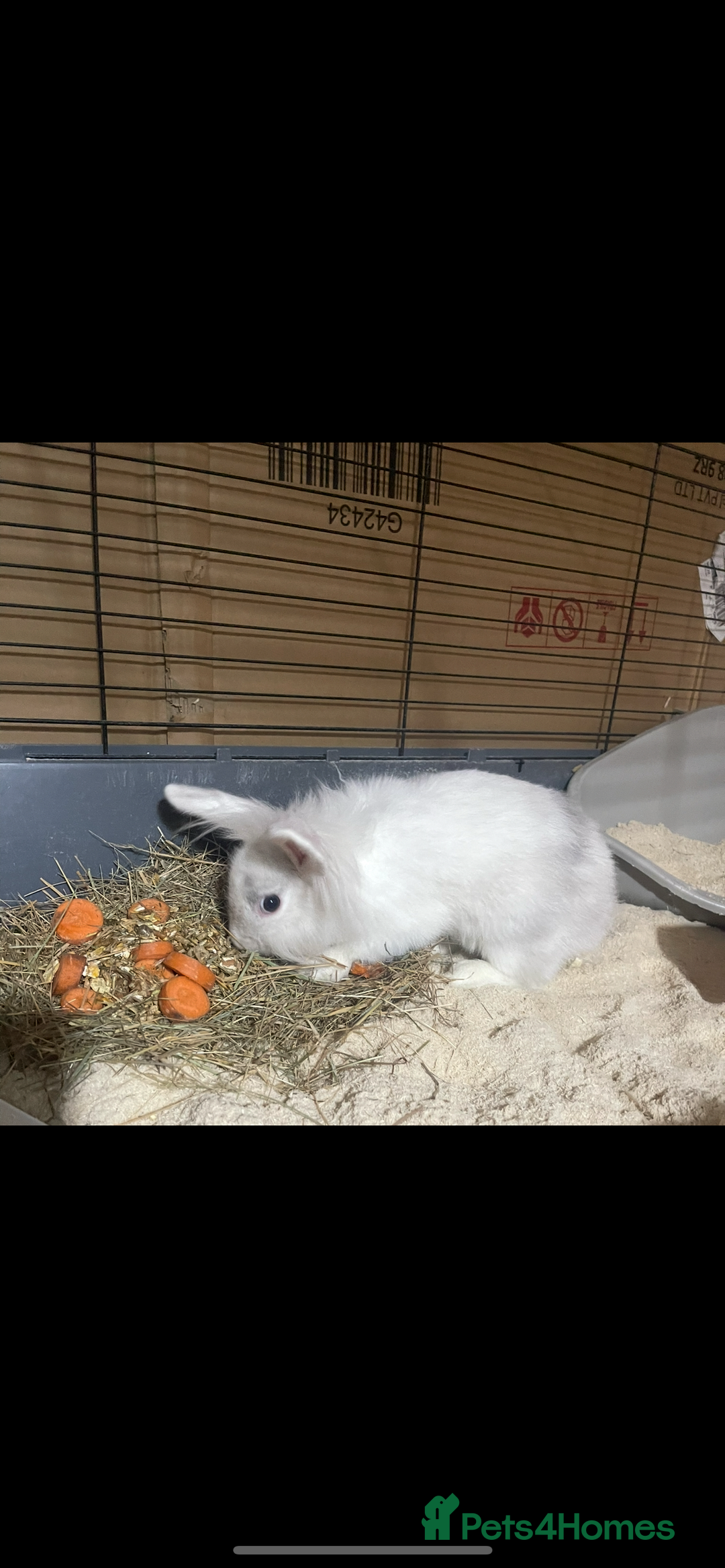 Lionhead rabbits for sale: 2 Lionhead bunnies for sale  - Image 6