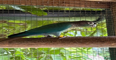 Conures birds - Advert 1