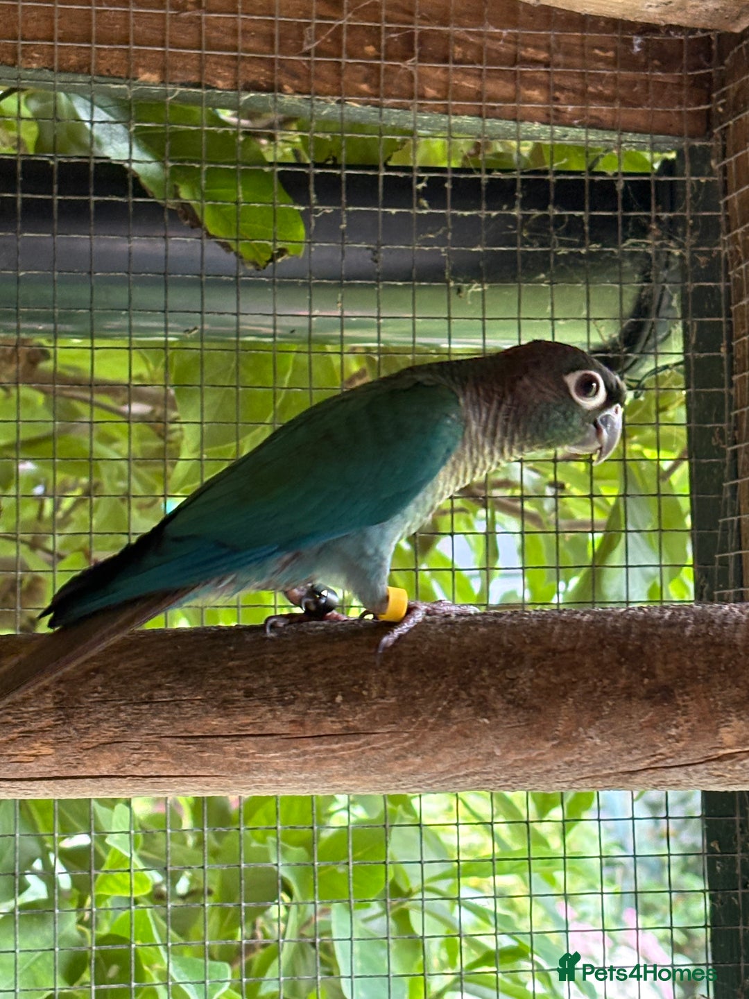 Conures birds for sale: Aviary bred baby conures, dna sexed - Image 3