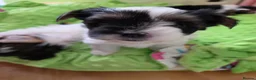Biewer Terrier dogs for sale: READY TO GO Girl  Beautiful Biewer Terriers - Advert 11