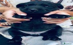Labrador Retriever dogs for sale: Labrador puppies  - Image 10