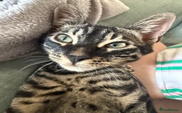 Bengal cats for sale: Rory the bengal - Image 2