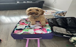 Cockapoo dogs for sale: Cockapoo bitch red 3 years old  - Image 4