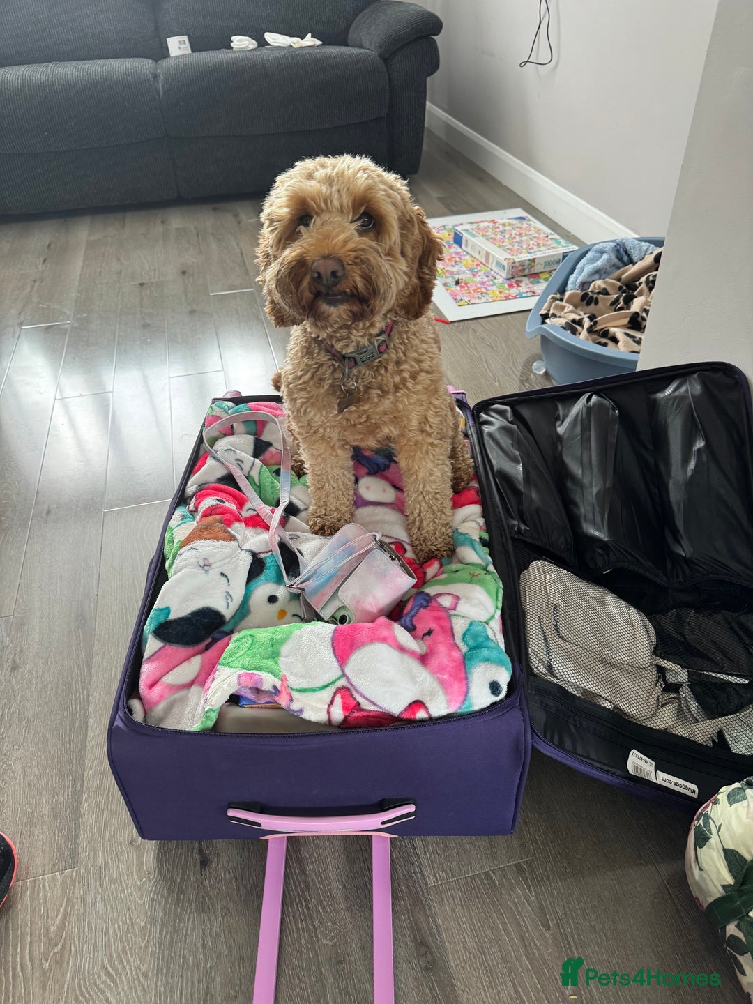 Cockapoo dogs for sale: Cockapoo bitch red 3 years old  - Image 4
