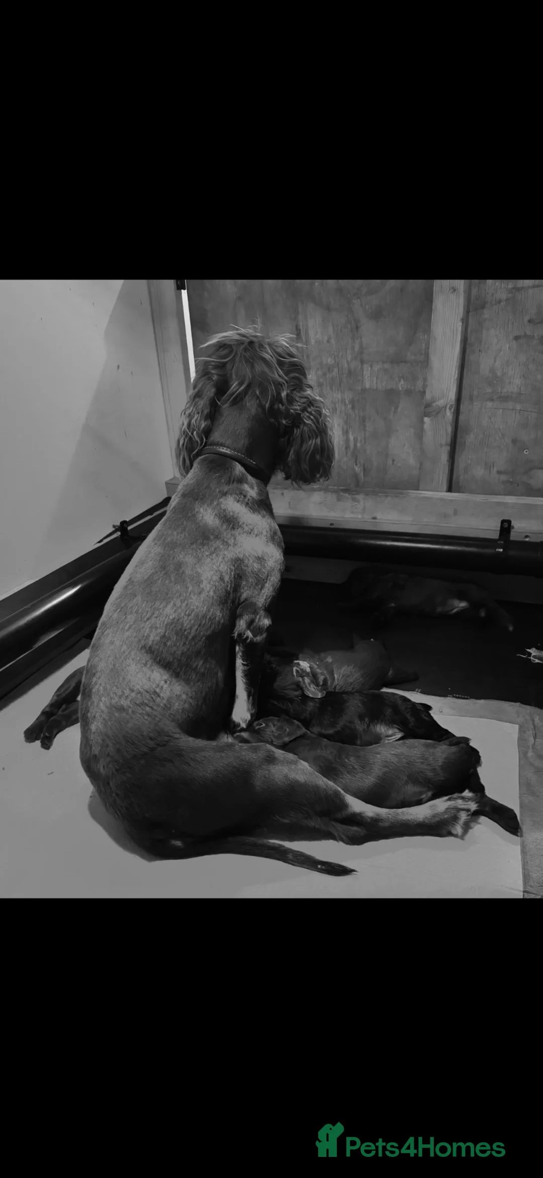 Cocker Spaniel dogs for sale: Working Cocker Spaniel Pups - Advert 2