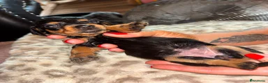 Dachshund 7