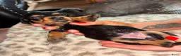 Dachshund dogs for sale: Dachshund puppies - Advert 9
