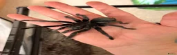 Tarantulas invertebrates for sale: Adult Male Brazilian Black Tarantula in Loughborough - Advert 6