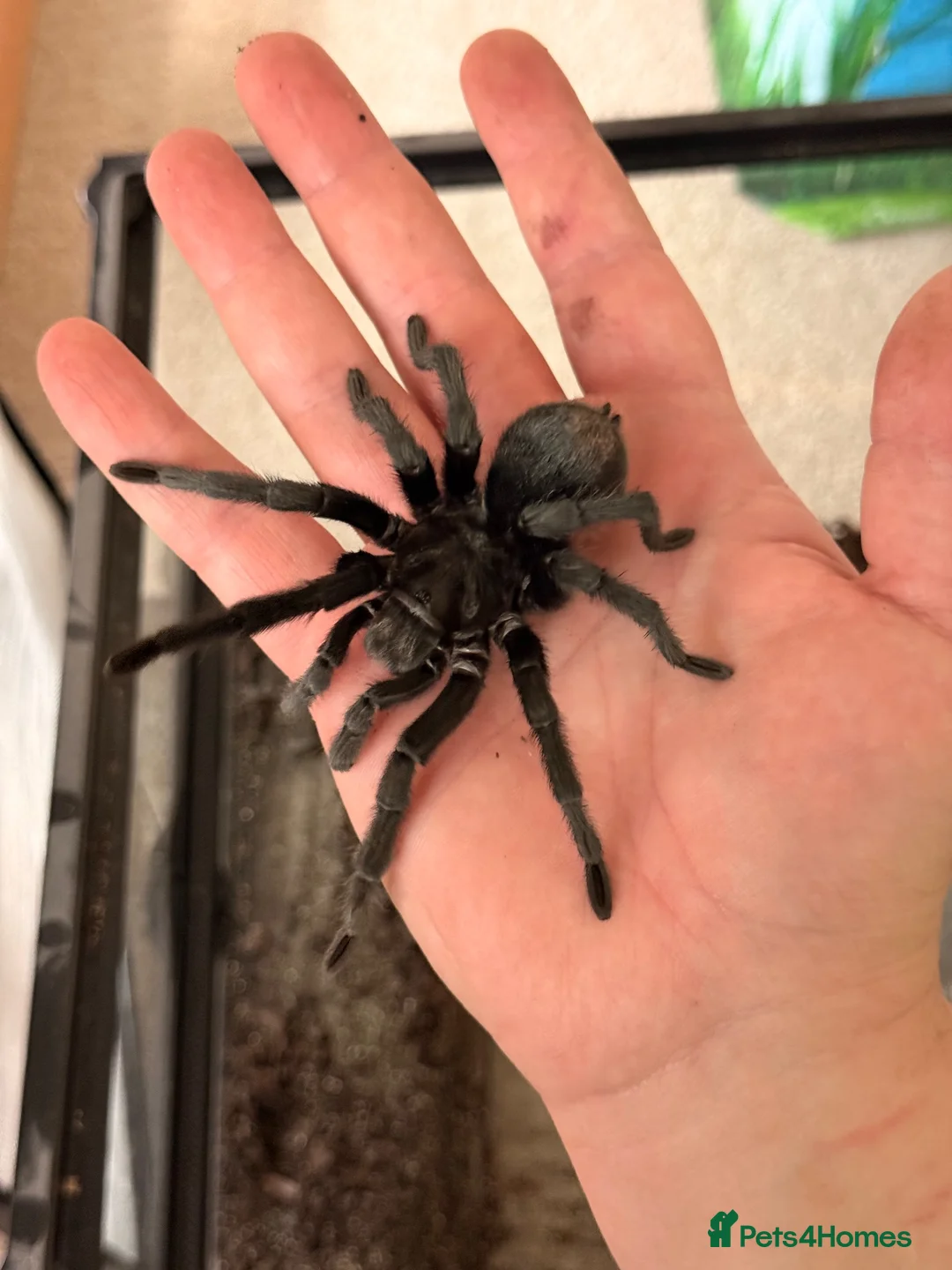 Tarantulas invertebrates for sale: Adult Male Brazilian Black Tarantula in Loughborough - Advert 6