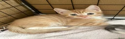 Mixed Breed cats for sale: 3 Beautiful Ginger Mix Siamese Boys Ready Now in Sutton-in-Ashfield - Advert 5