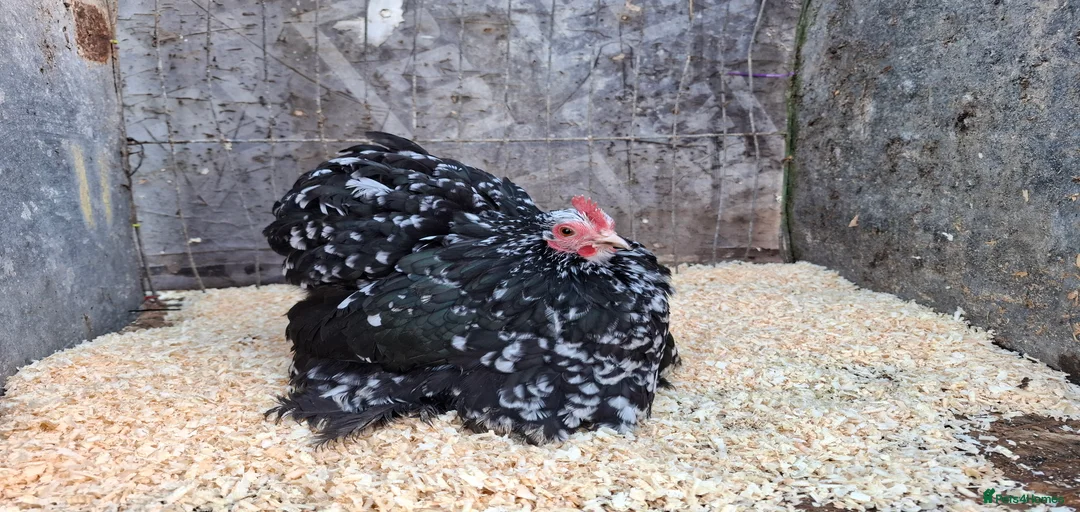 Gallery Image {{count}}