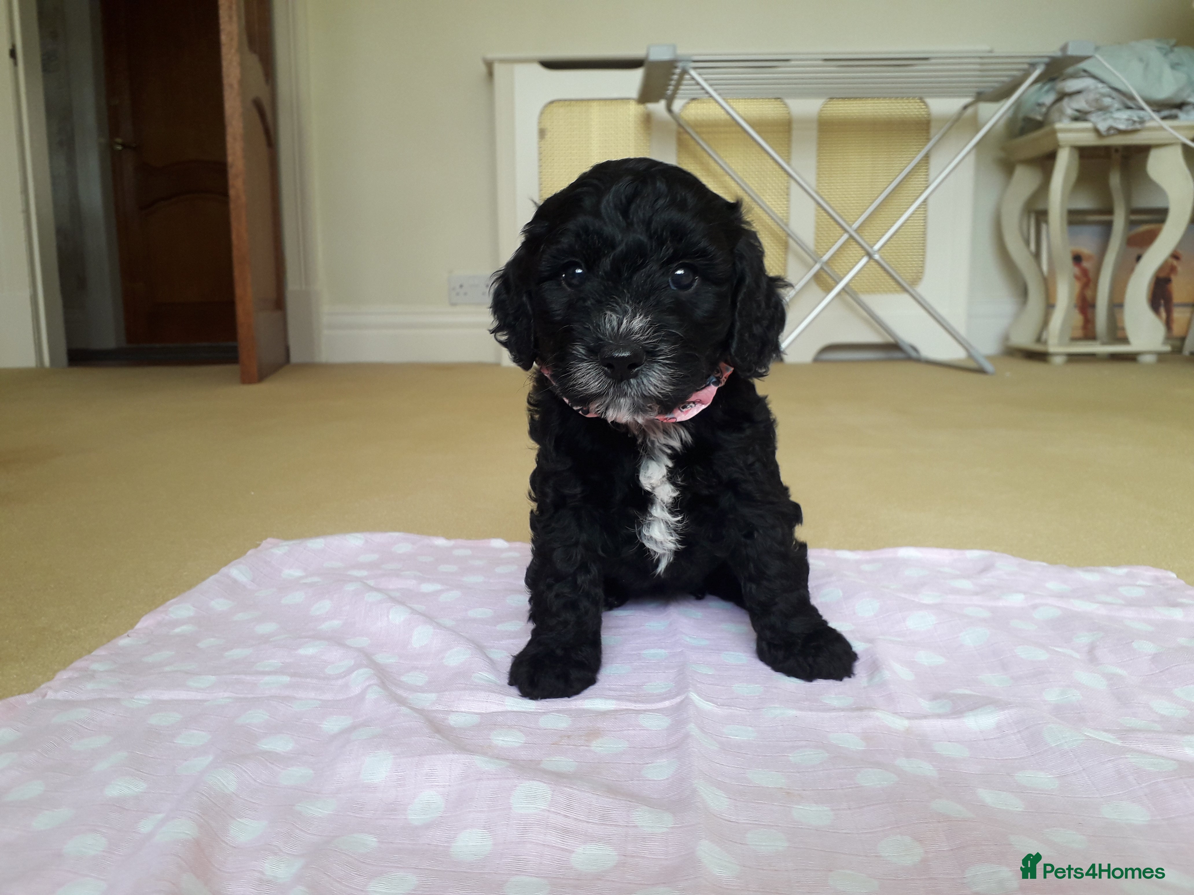 Cockapoo dogs Cockerpoo puppies. F1 5 boys 2 girls lemon /black  - Advert 2