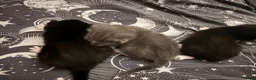 Mixed Breed cats for sale: Kittens in Stowmarket - Advert 4