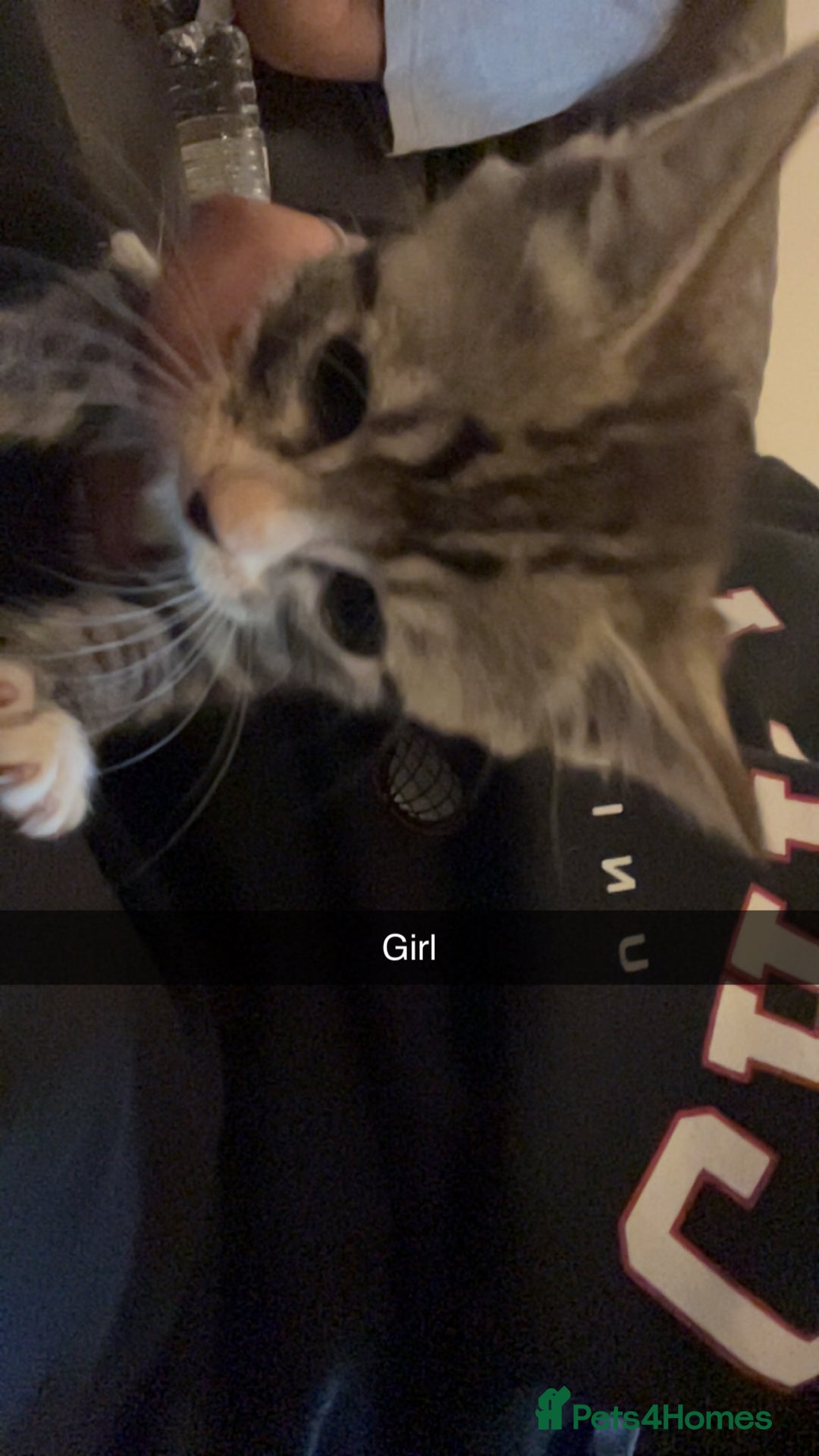 Mixed Breed cats for sale: Lovely kittens  - Advert 5