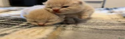 British Shorthair cats for sale: British shorthair kittens.  - Advert 10