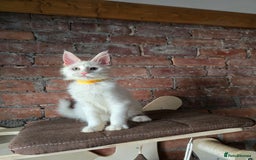 Maine Coon cats for sale: Reduced price- Last 2x Kittes - TICA MaineCoon - Image 24