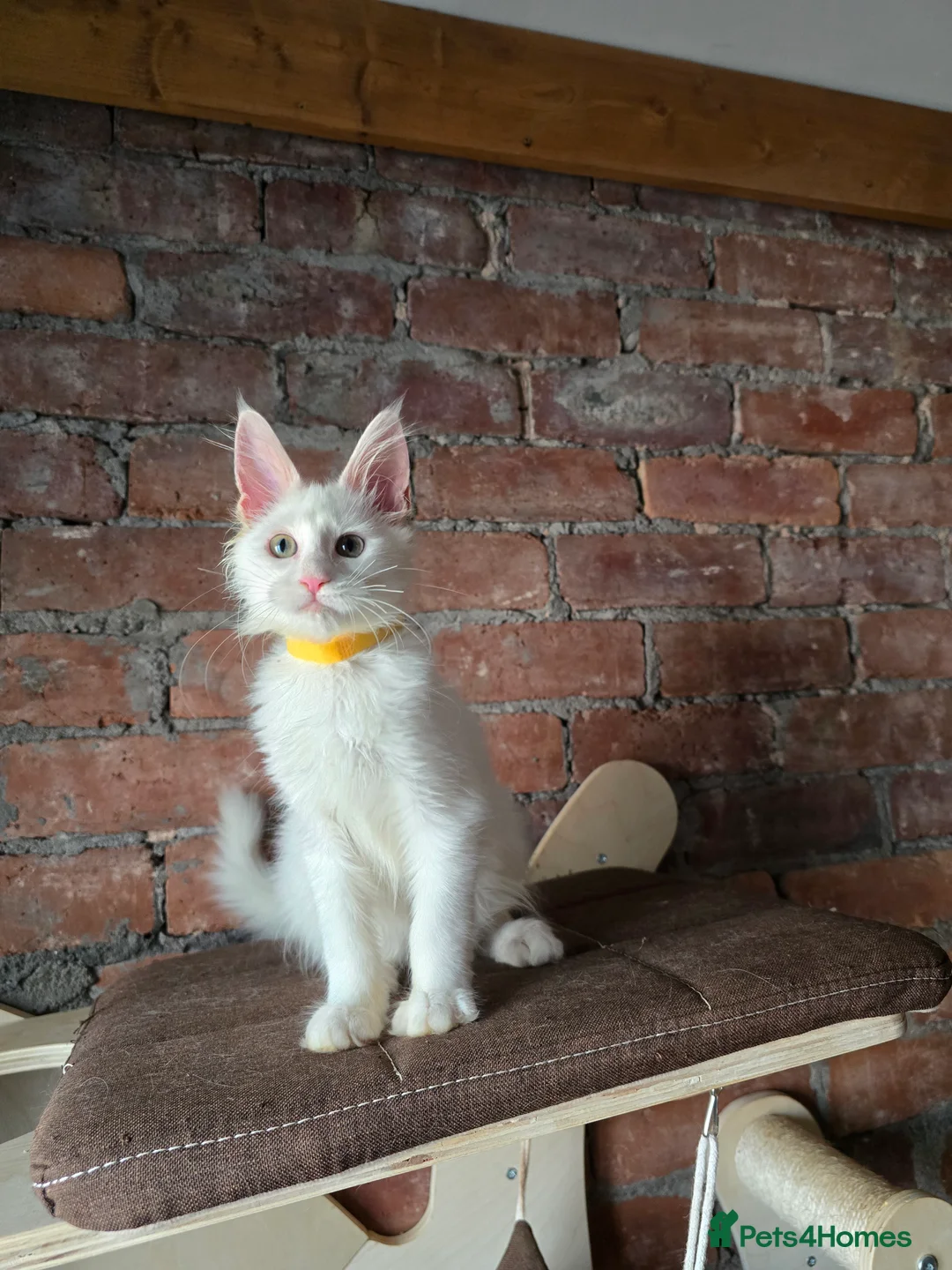 Maine Coon cats for sale: TICA MaineCoon Boy - Neutered  - Advert 23