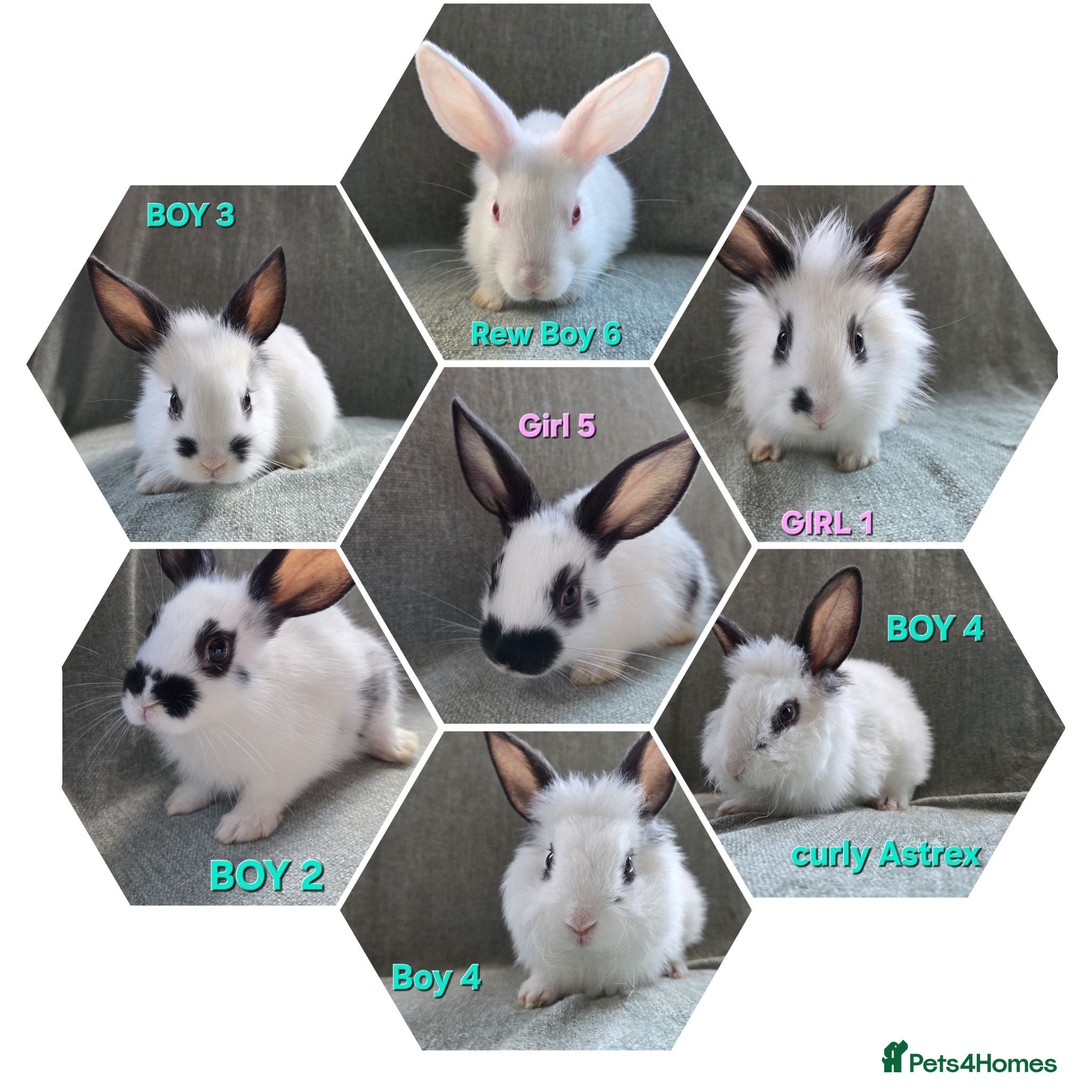 Lionhead rabbits ☆£70 per pair☆Lion head cross *sold in pairs  - Advert 1