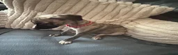Whippet dogs for sale: Whippet Puppies Ready now - Advert 5