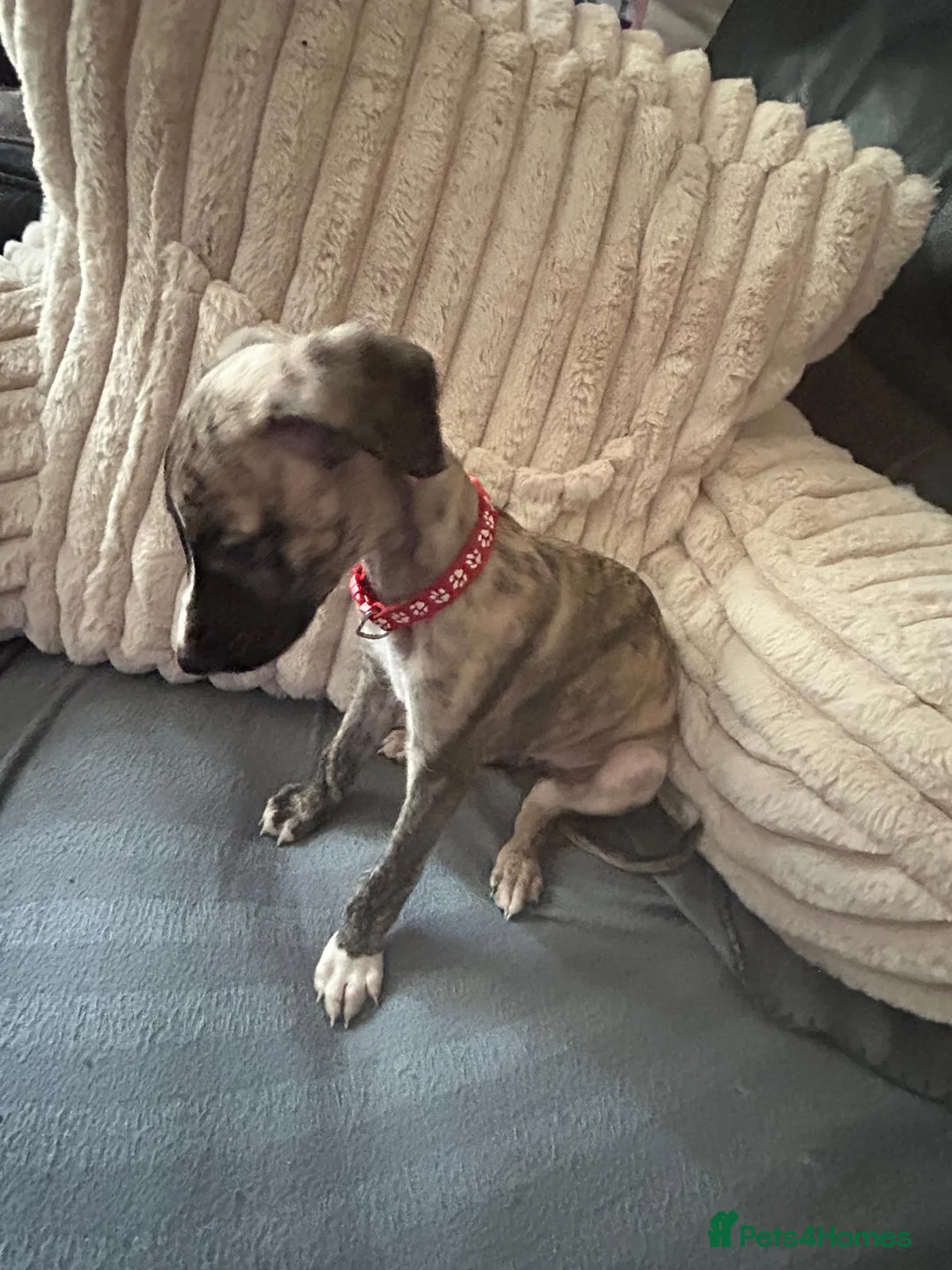 Whippet dogs for sale: Whippet Puppies Ready now - Advert 5
