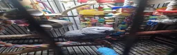 Parrots birds for sale: Perfectly feathered African grey birds - Advert 3