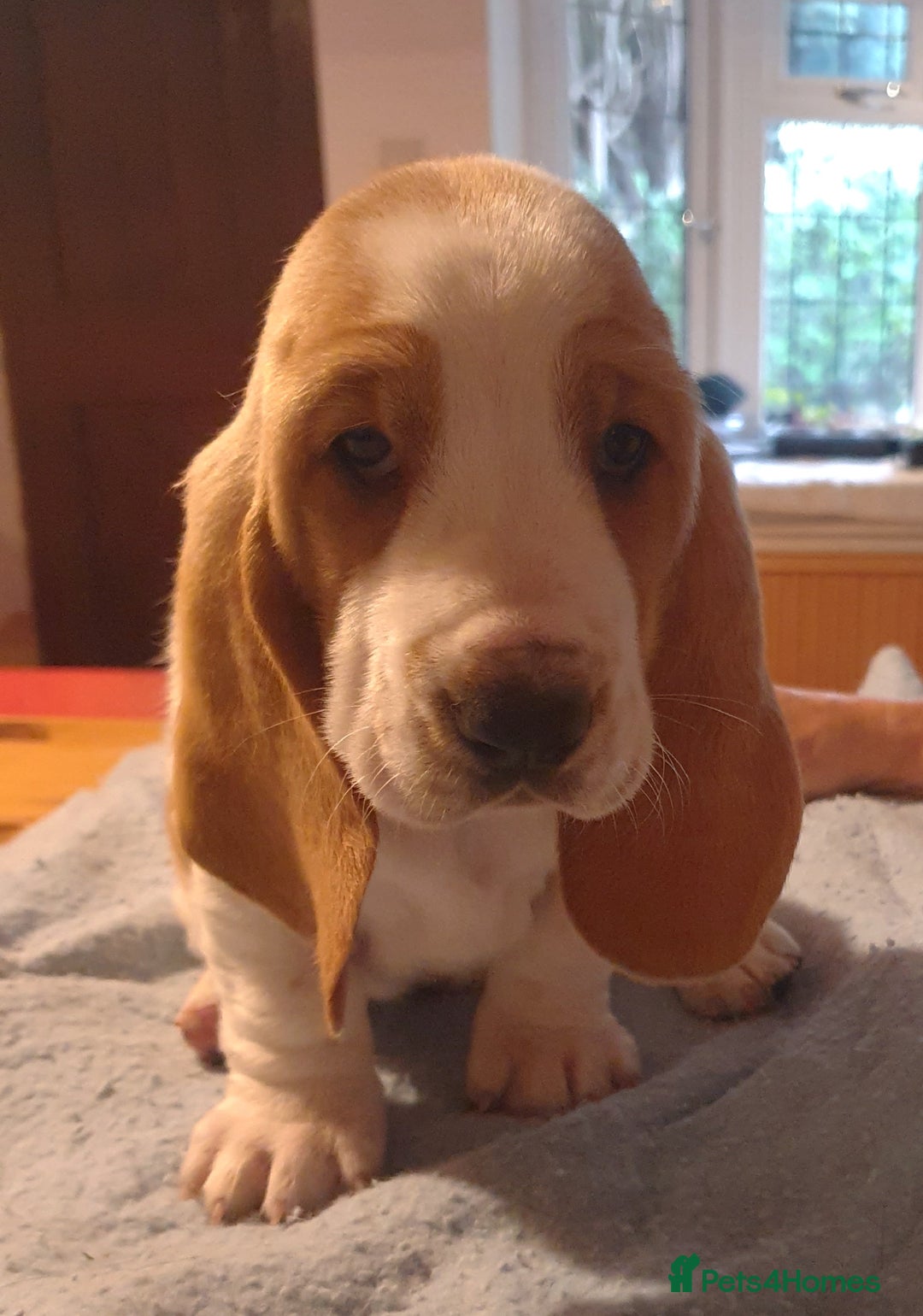 Basset Hound dogs for sale: Basset Hound Puppies 2 R&W boys available - Image 7