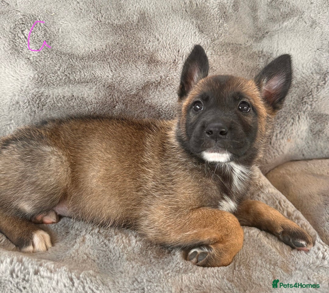 Belgian Shepherd Dog dogs for sale: Dutch Herder Puppies  - Image 6