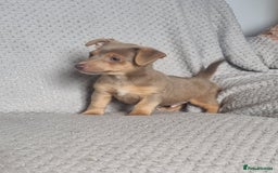 Jack Russell dogs for sale: Miniature jack Russell's only 3 available now - Image 27