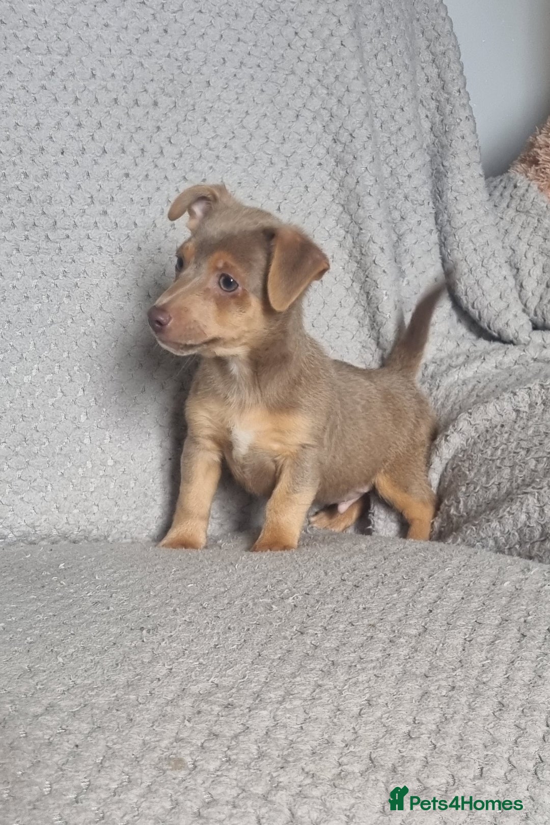 Jack Russell dogs for sale: Miniature jack Russell's only 3 available now - Image 27