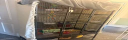 Sugar Glider rodents for sale: 3 Sugar Gliders in Plymouth - Advert 2