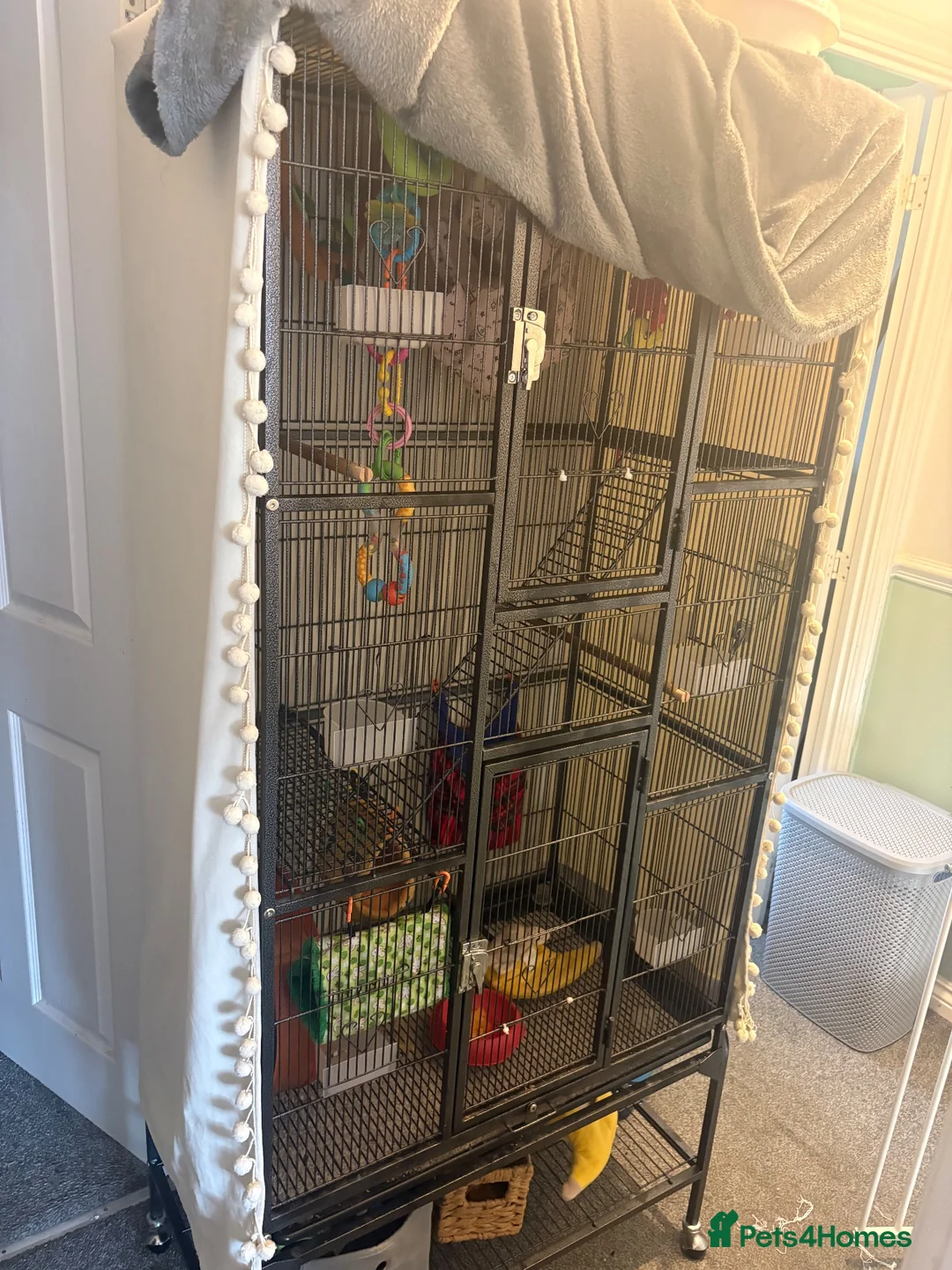 Sugar Glider rodents for sale: 3 Sugar Gliders in Plymouth - Advert 2