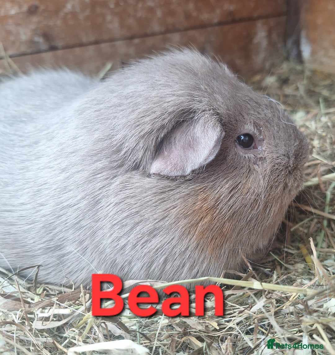 Guinea Pig rodents for sale: Rescue guinea pigs  - Image 2