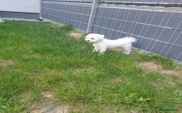 Maltese dogs for sale: Maltese puppy  - Image 3