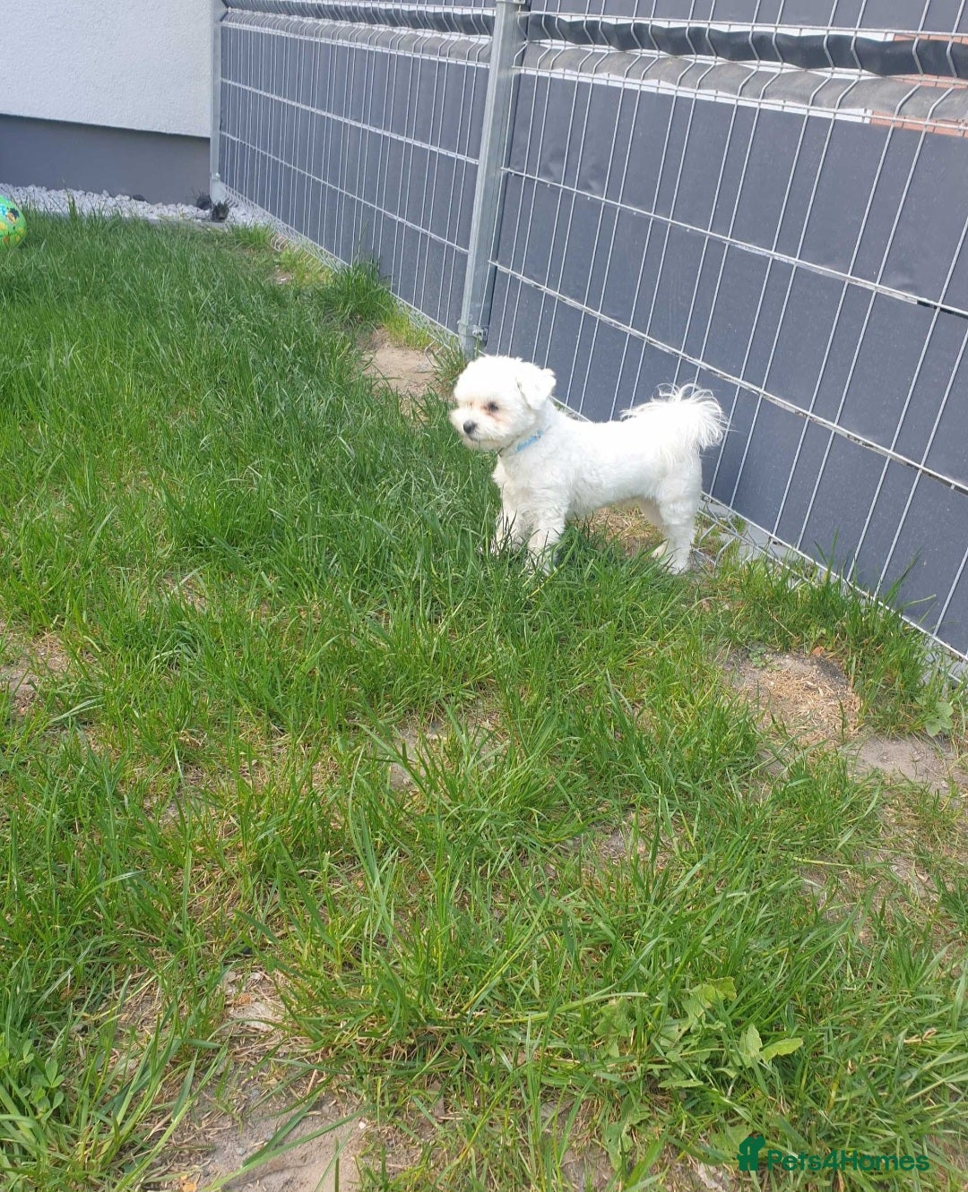 Maltese dogs for sale: Maltese puppy  - Image 3