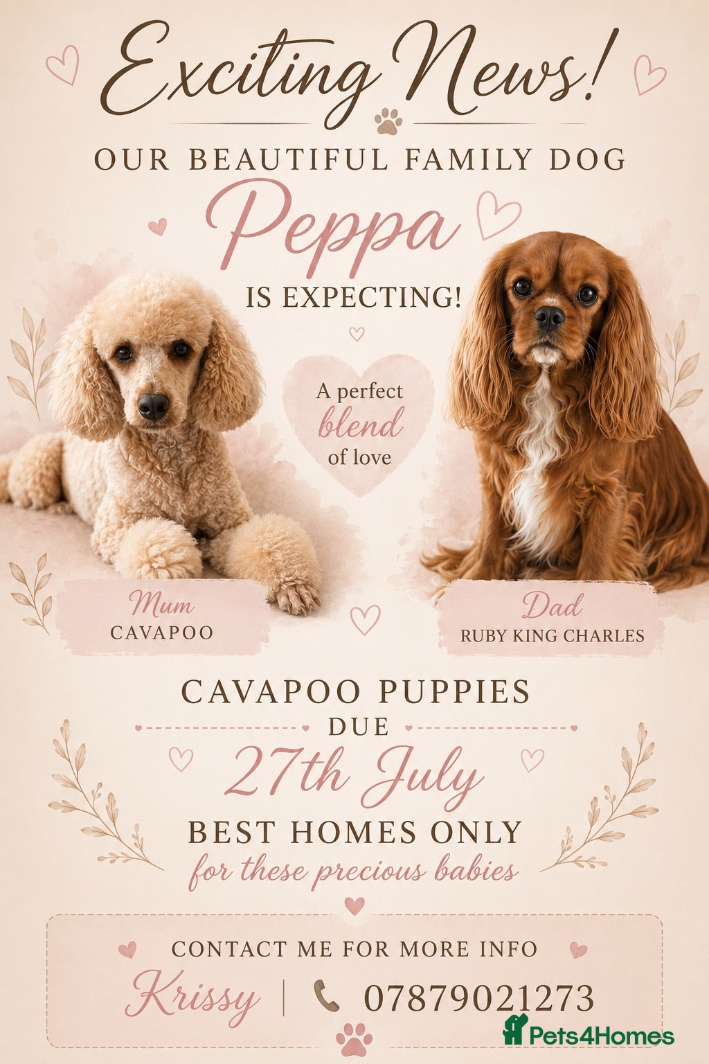 Cavapoo dogs Cavapoo puppies due 💖 - Advert 1
