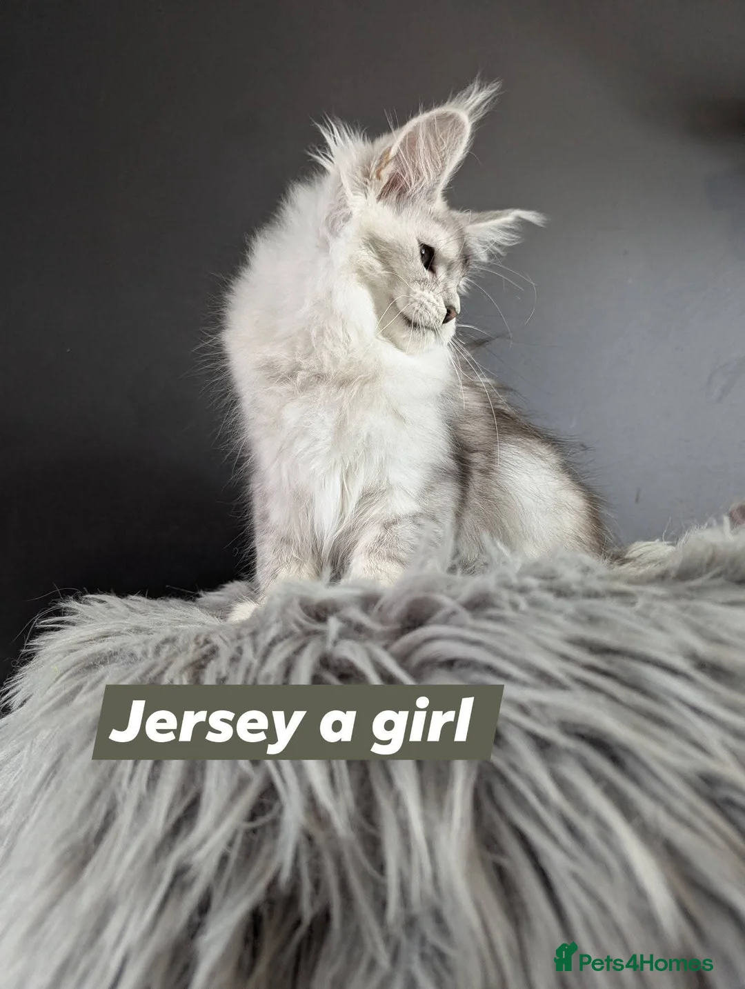 Maine Coon cats for sale: Outstanding babies ready to go  - Advert 11